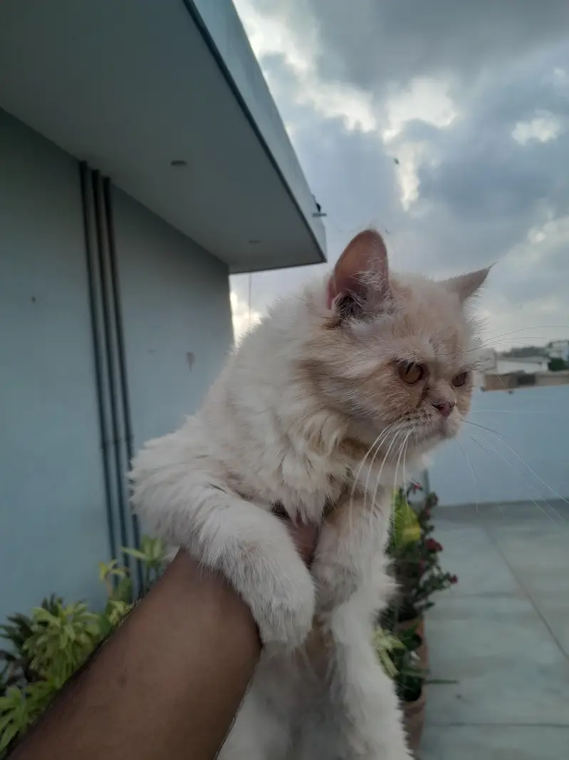 Female Persian Cat for Sale — photo 3