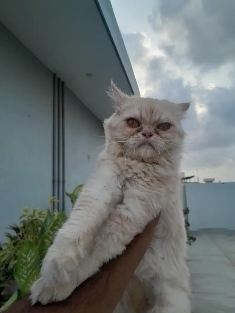 Female Persian Cat for Sale — photo 4