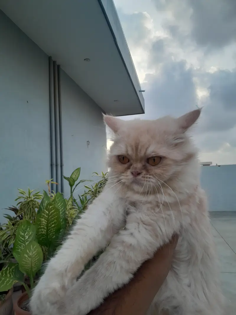 Female Persian Cat for Sale — photo 5