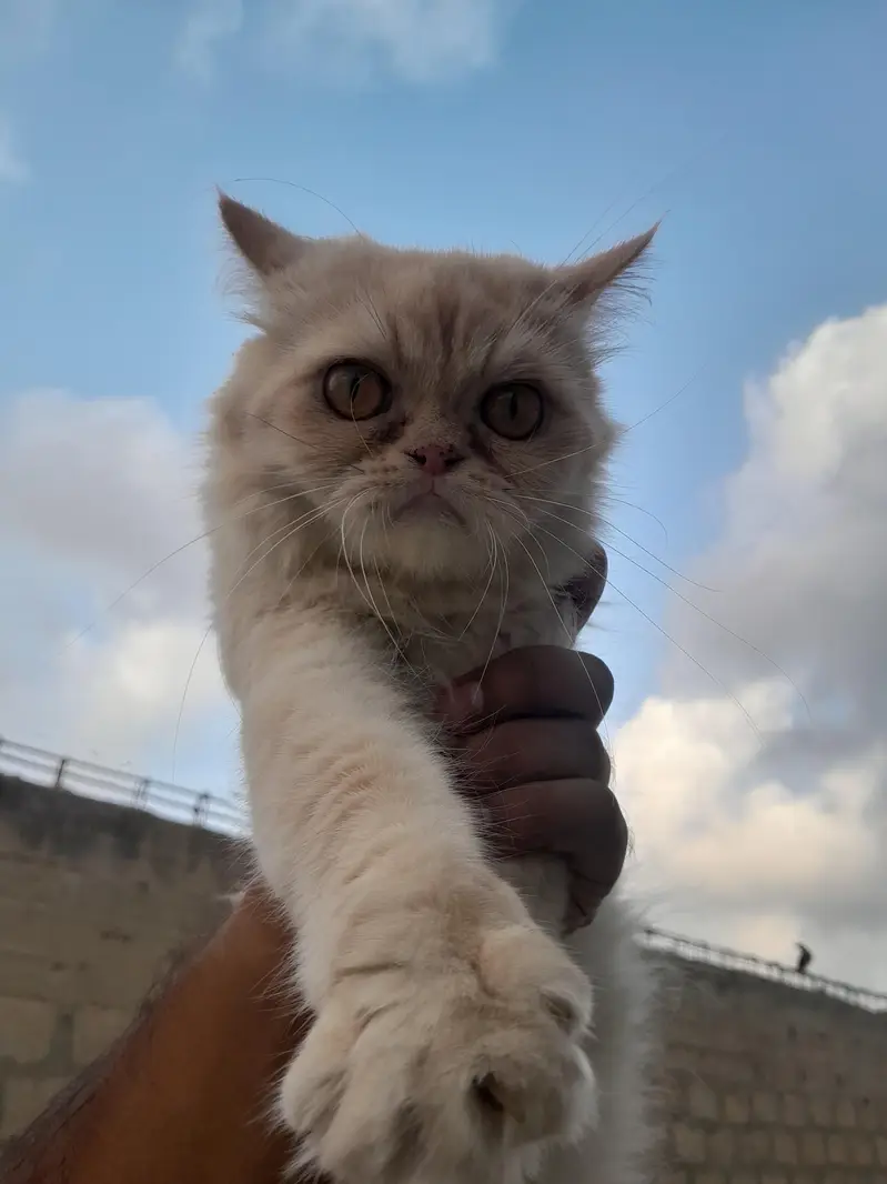 Female Persian Cat for Sale — photo 6