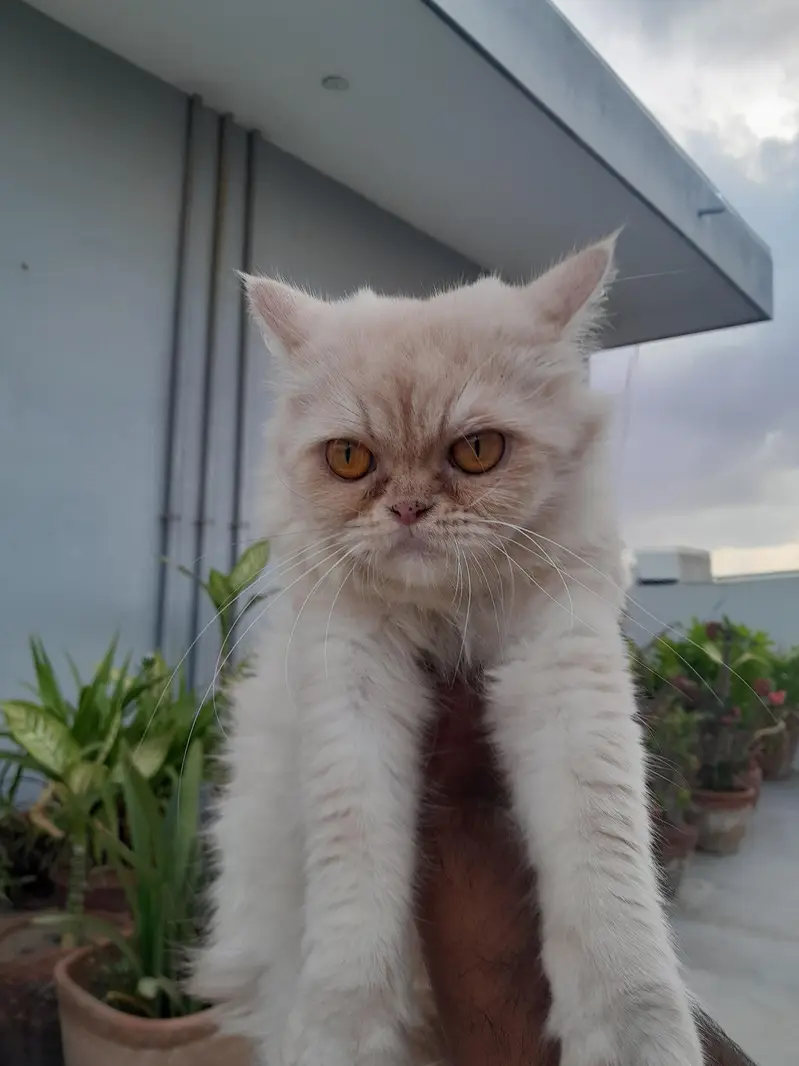 Female Persian Cat for Sale — photo 7