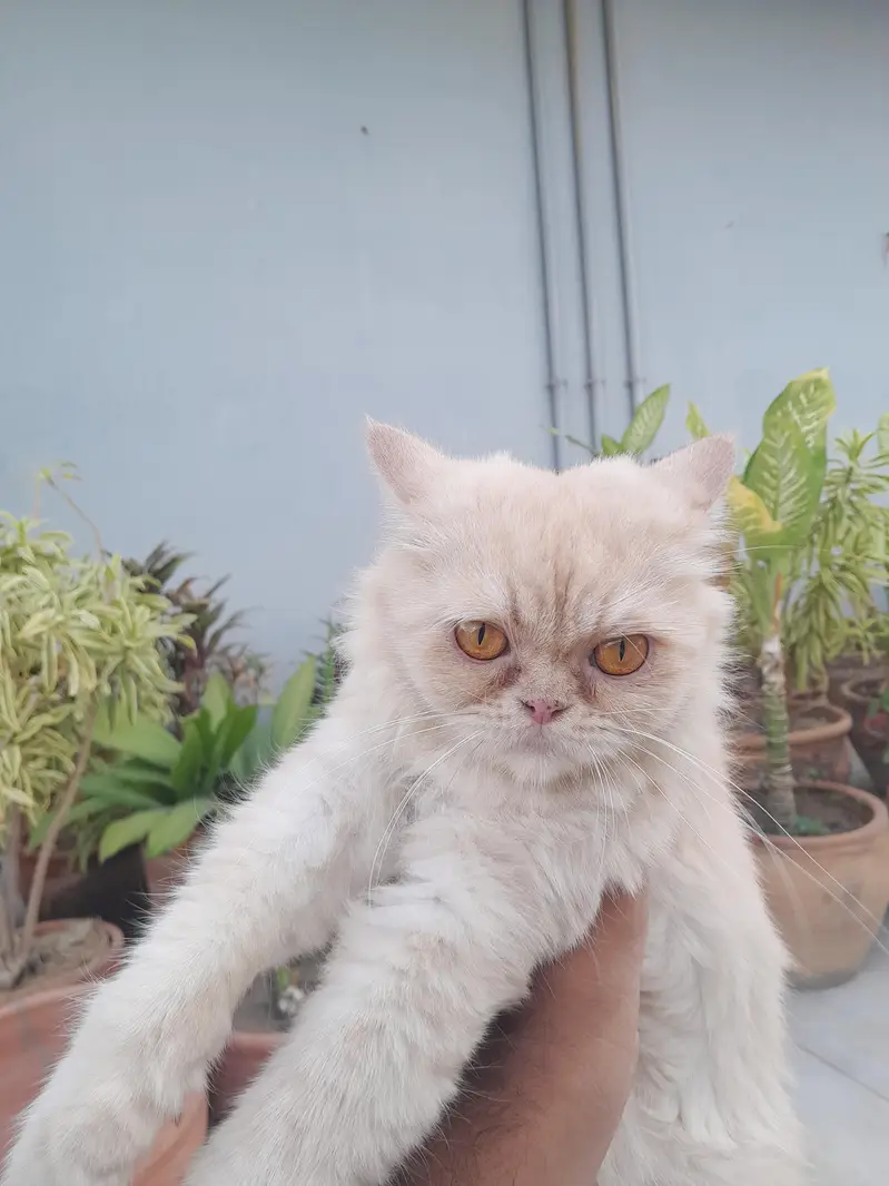 Female Persian Cat for Sale — photo 8