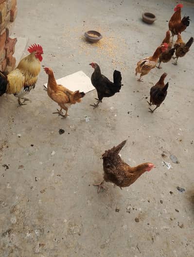 desi murgiya murga for sale