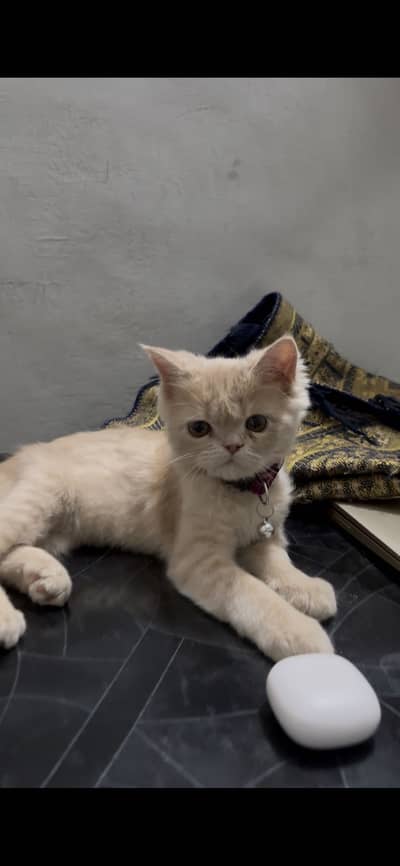 pure  persian long coat cream color kitten