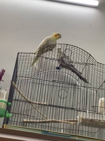 Cockatiel Pair ( Hand Tamed )