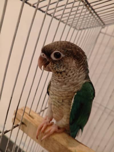 Blue turquoise conure | conure | blue conure | turquoise conure |