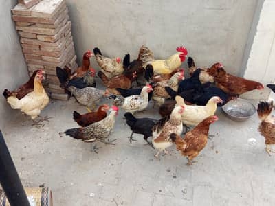 Andon wali murgian for sale WhatsApp number (0328/9986860)