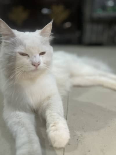 Male cat for mating