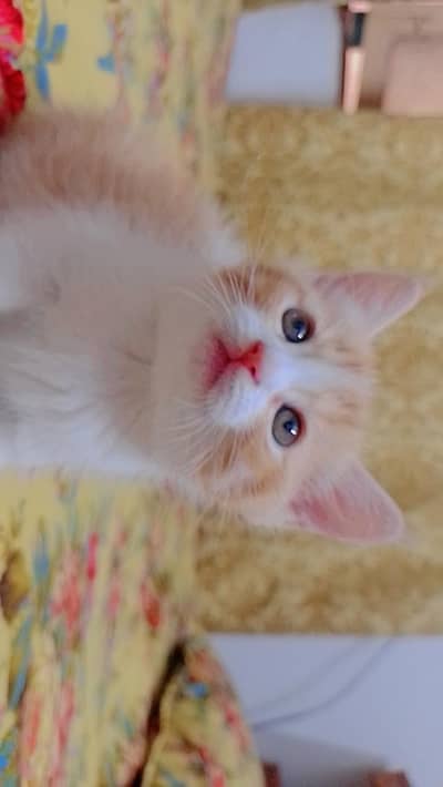 kittens available for adoption