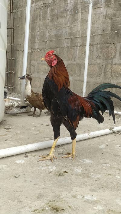 aseel Roaster