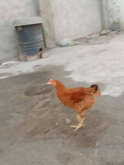 heavy Buff chicks
