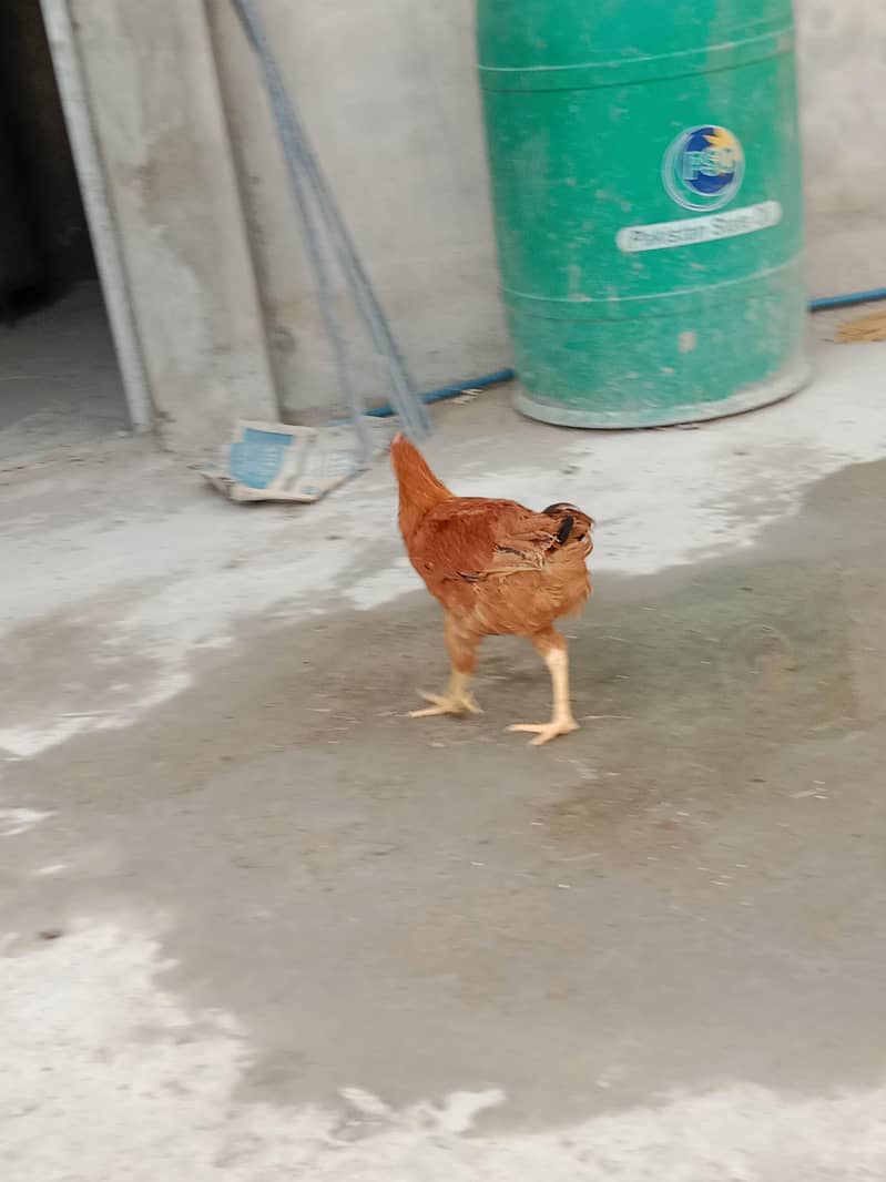 heavy Buff chicks 1