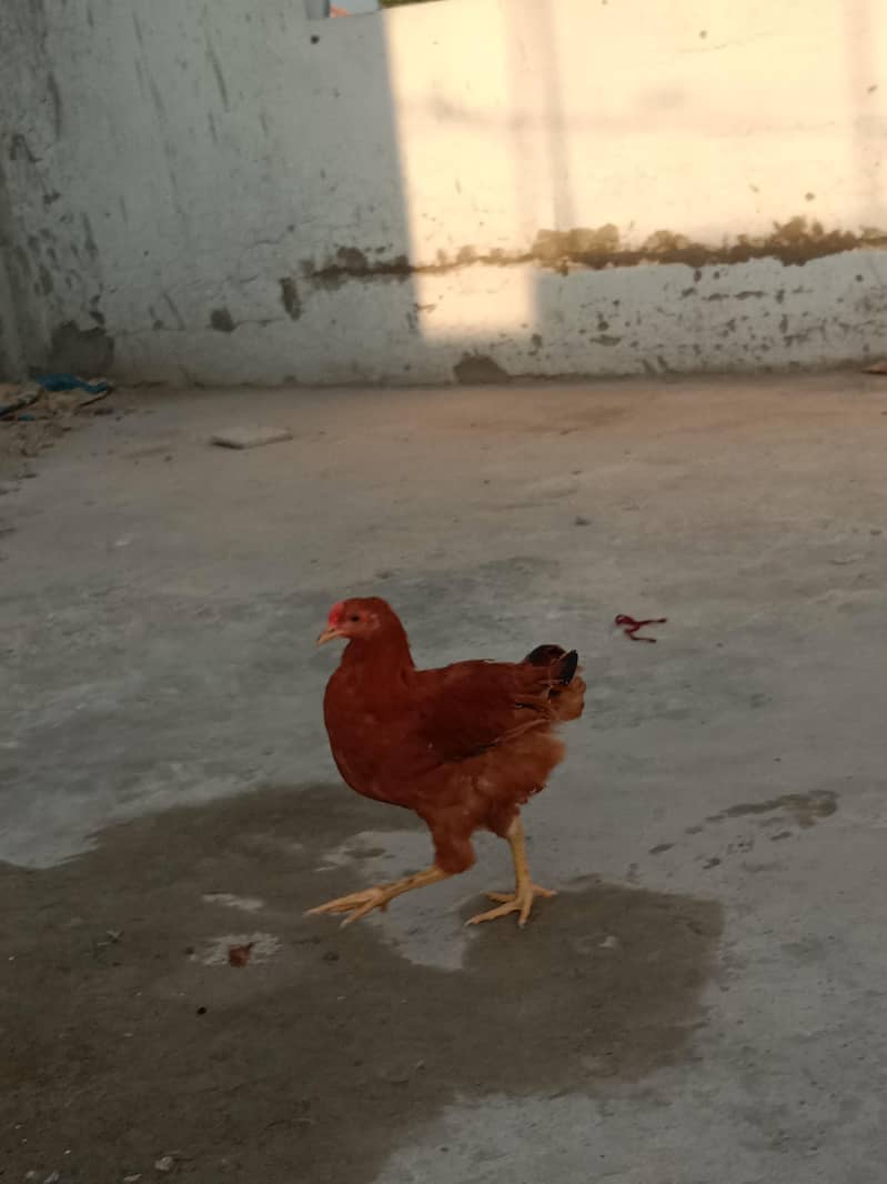 heavy Buff chicks 2
