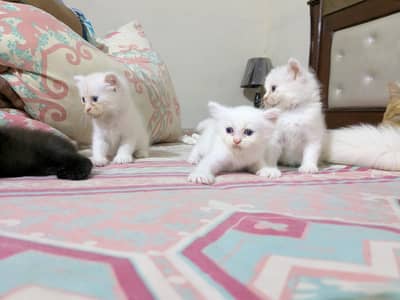 kitten / cat