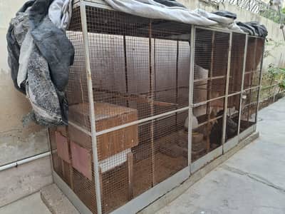 5 Hen with Customised Steel Cage and accessories