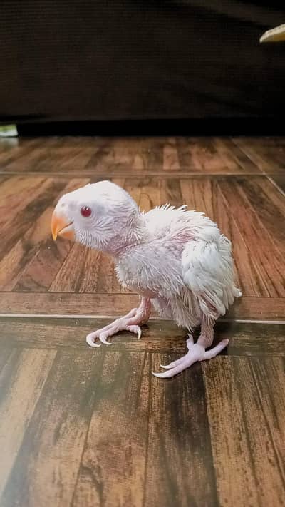 Parrot chick| contact for details