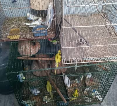 selling fancy austrailian parrots with cages