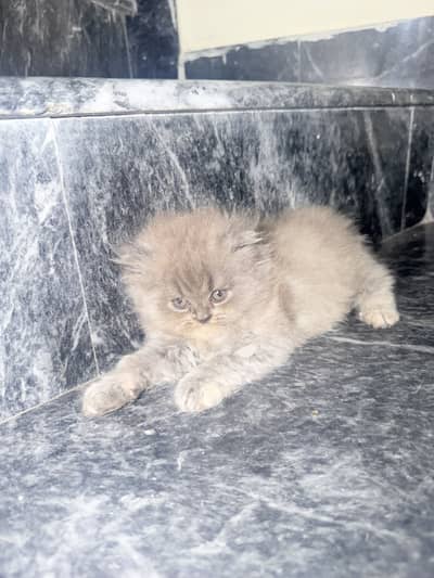 Kitten