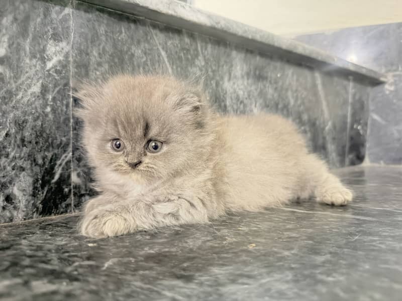 Kitten 1