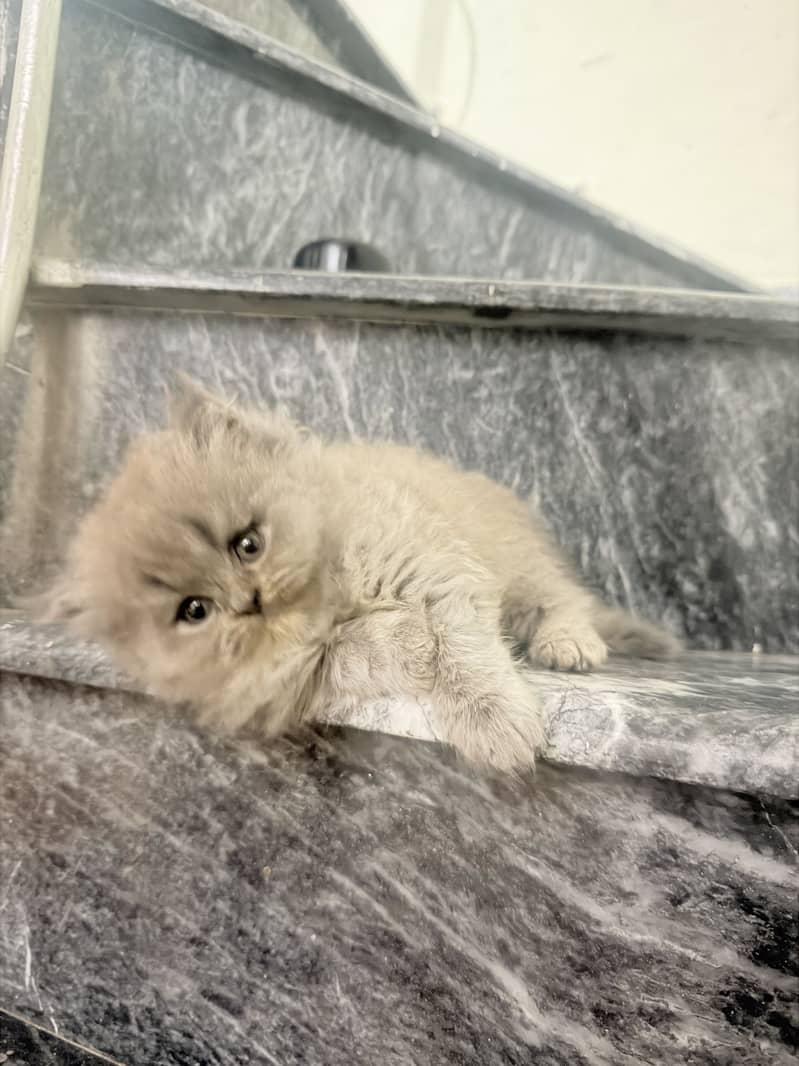 Kitten 2