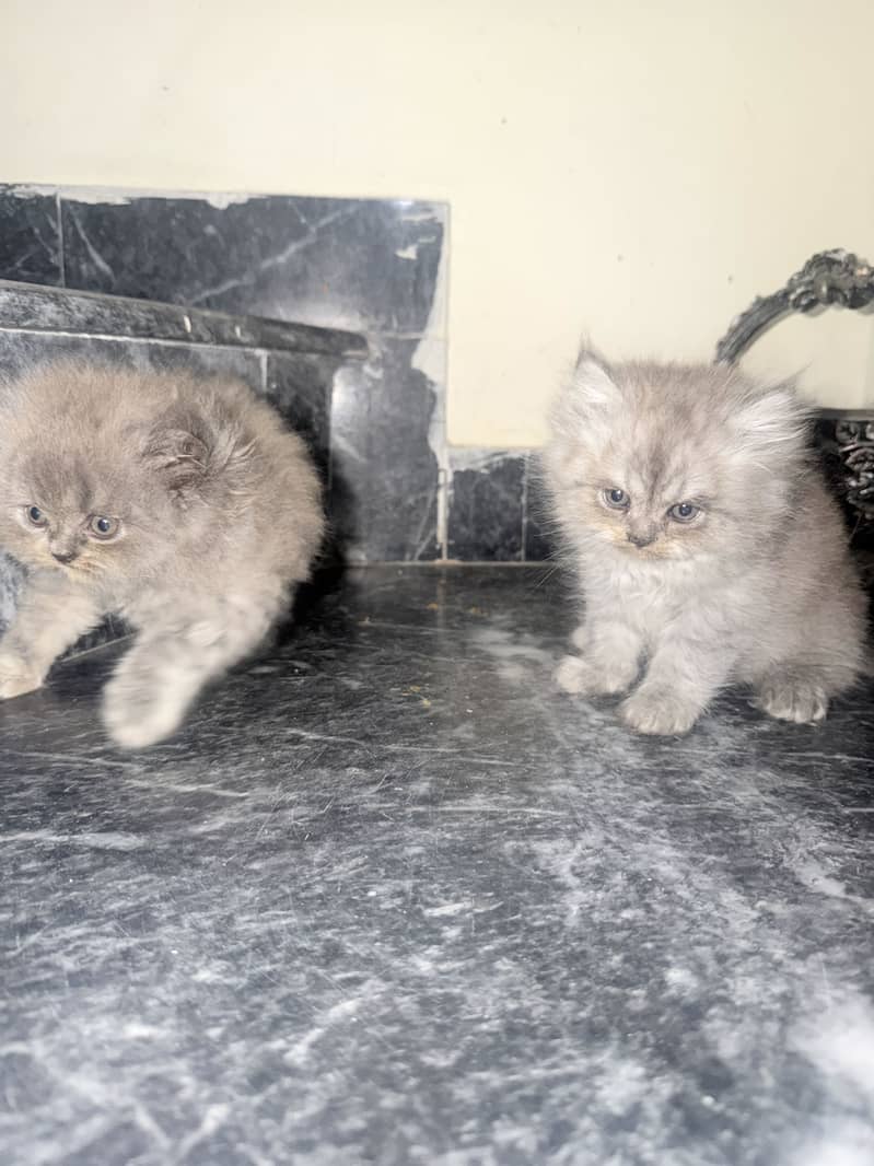 Kitten 3