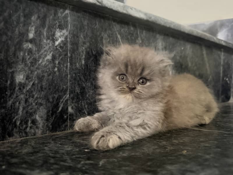 Kitten 4