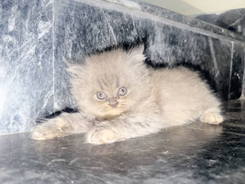 Kitten 5