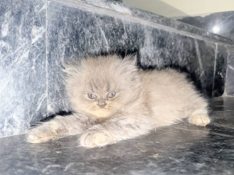 Kitten 6