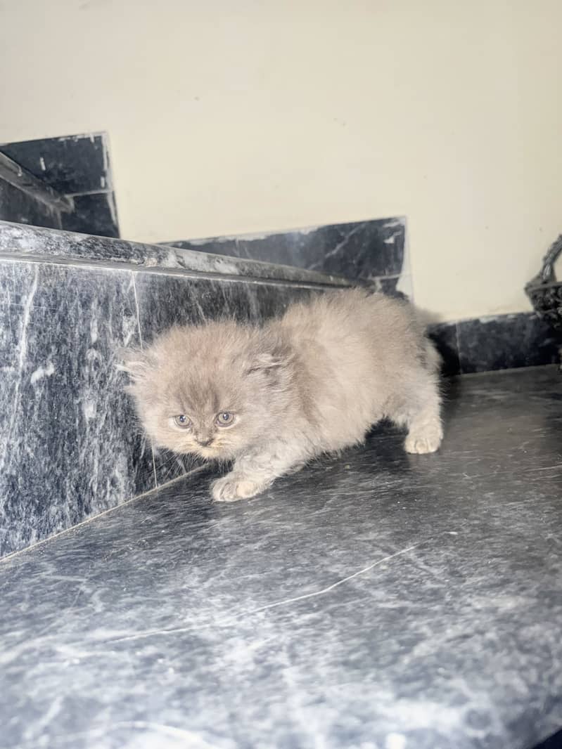 Kitten 7
