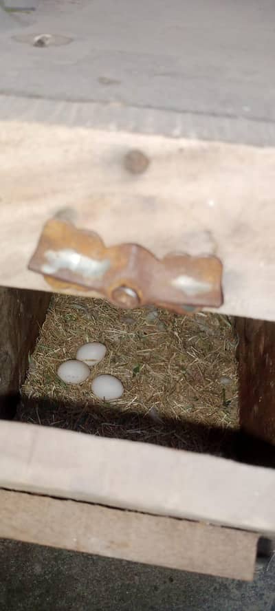 love birds for sale (breader pair)