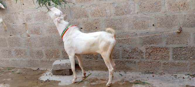 tedda breeder ghulabi path