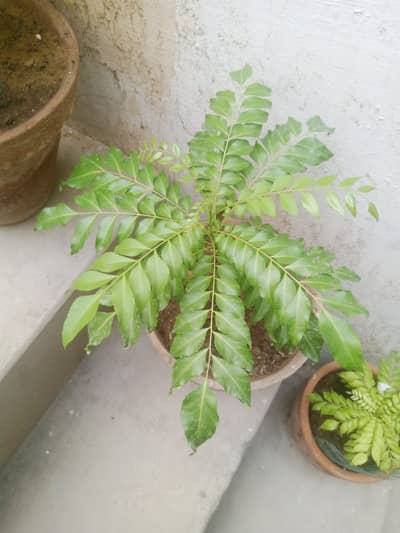 Curry leave Plant (kari Pata)