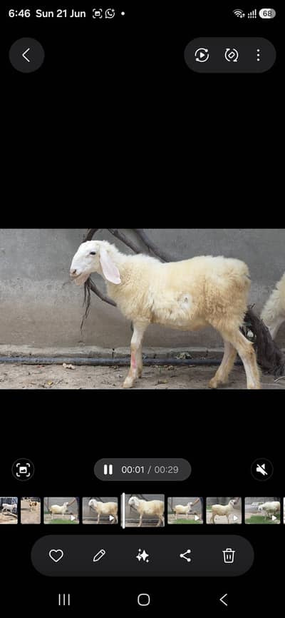 Dumba Available For Sale