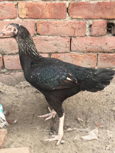 Lasani mushki madi