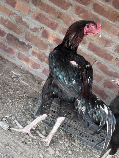Aseel Shamo Hens Available – Good Condition