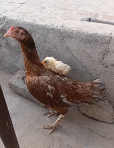 Aseel hen mianwali for sale 03007960296
