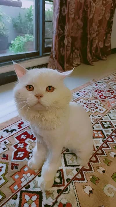 Persian male healthy and active fully tamed