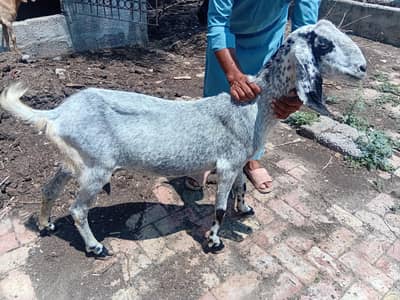 beautifull long heighte goat