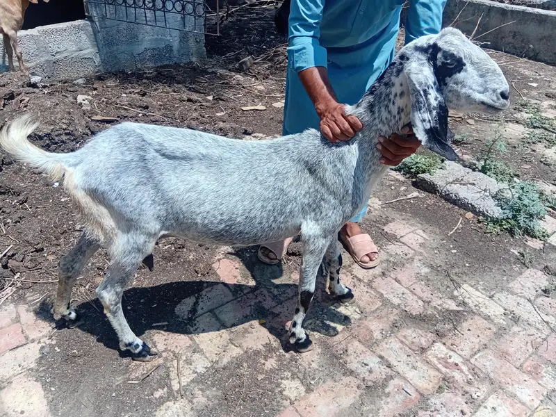 beautifull long heighte goat