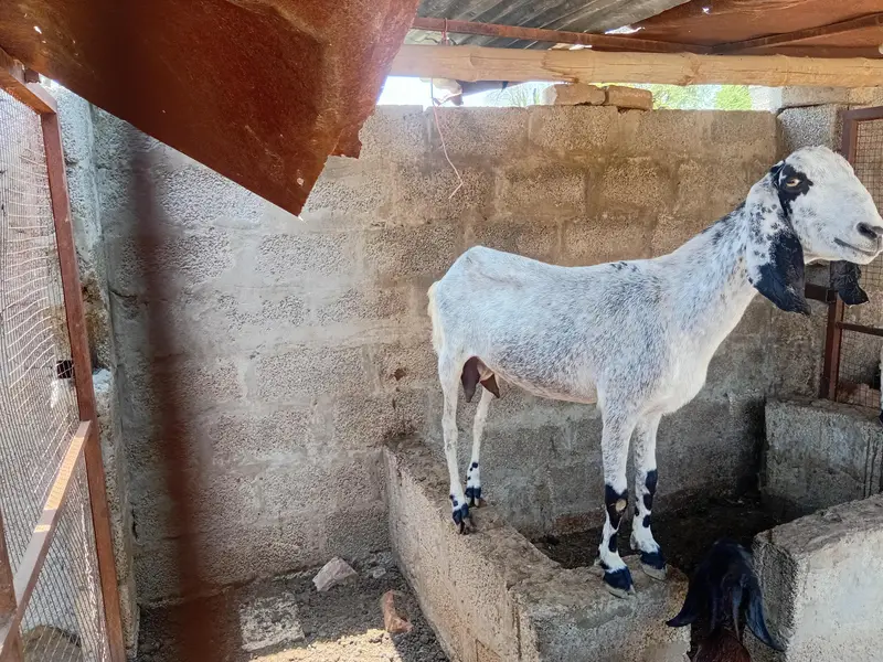 beautifull long heighte goat — photo 2