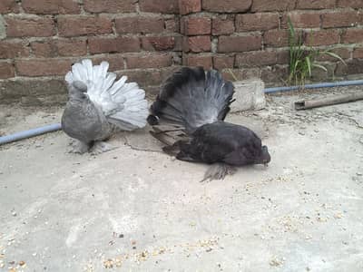 American Fantail