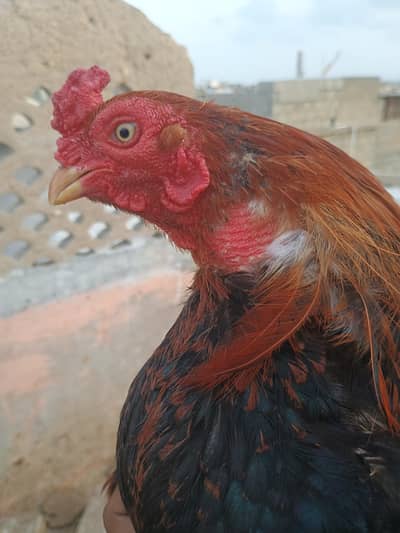 meyawali