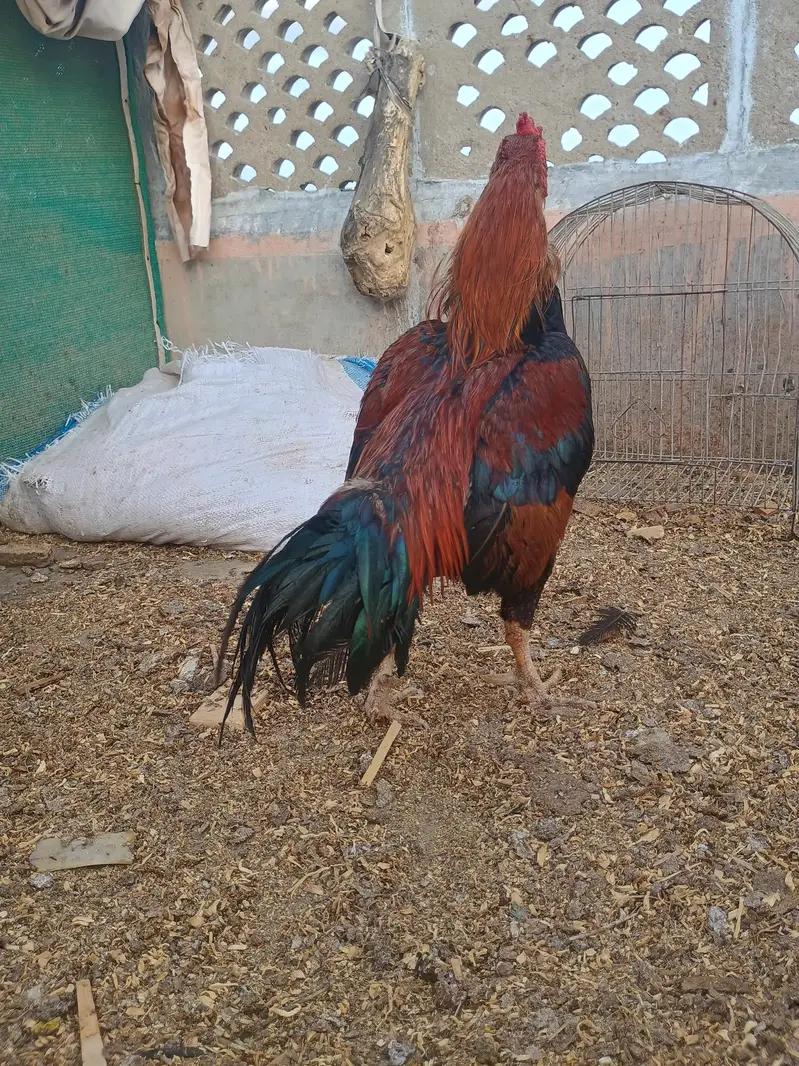 meyawali — photo 2