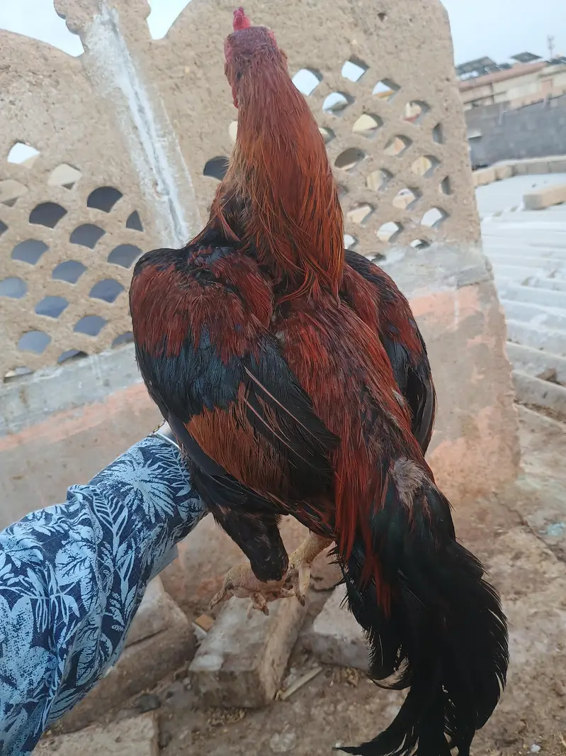 meyawali — photo 3