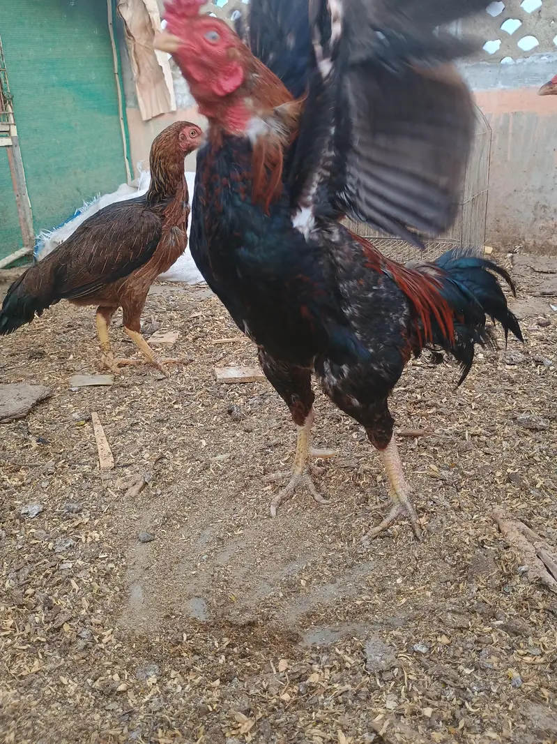 meyawali — photo 8