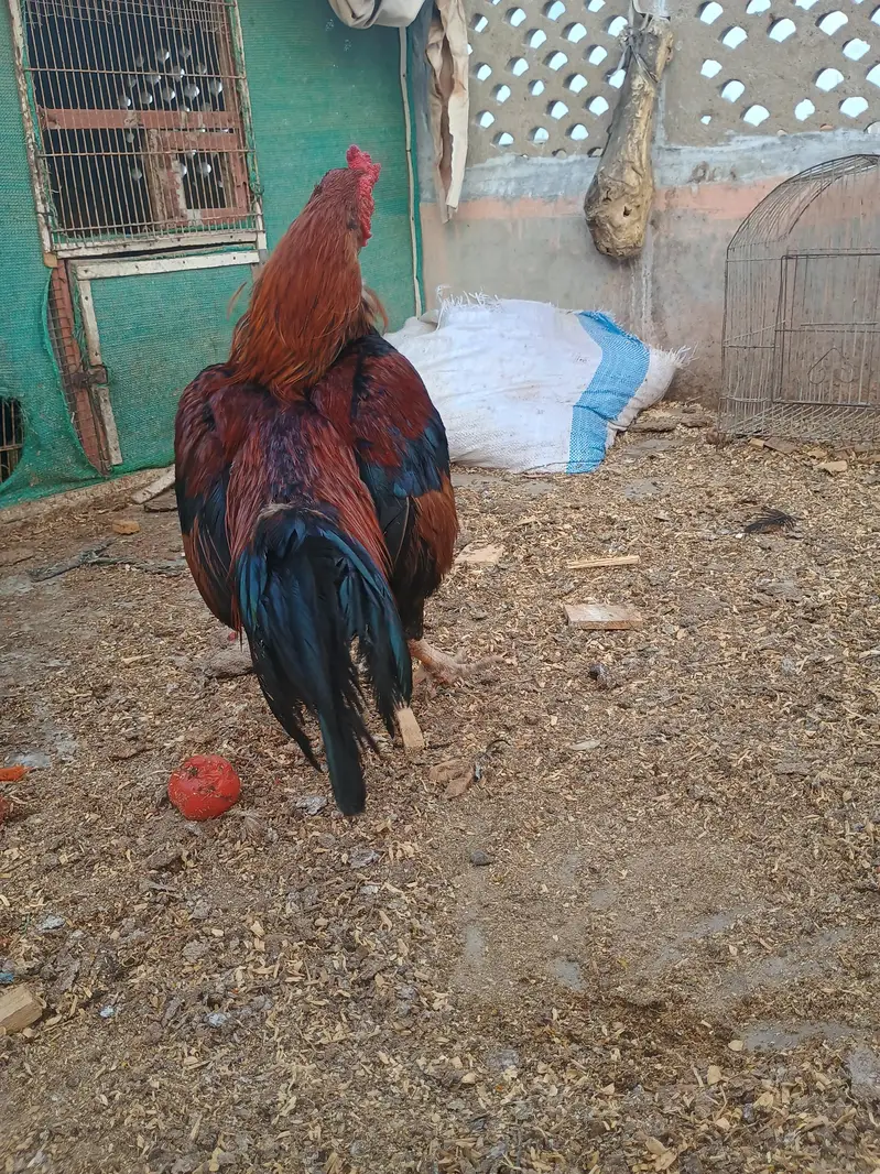 meyawali — photo 9