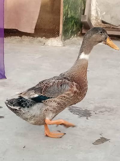 duck pair full active and sharp