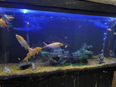 Fish Aquarium For sale with all fishes and Supplies