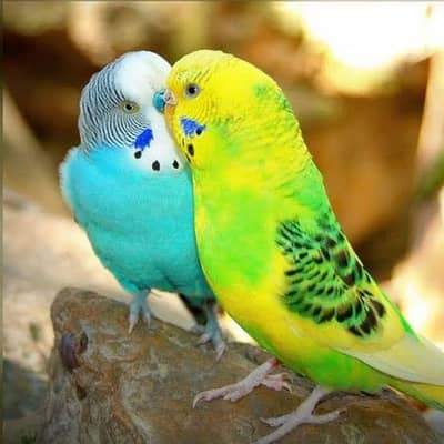 Healthy and Active Budgerigar (Bajri) Breeder Pair