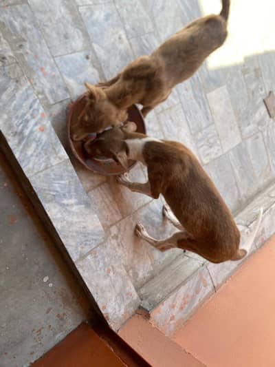 pair of afghan Kochi dog